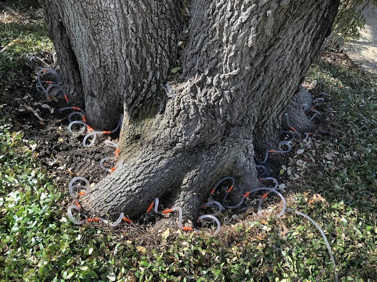 Detailed Tree Cabling and Bracing job site in Niangua
