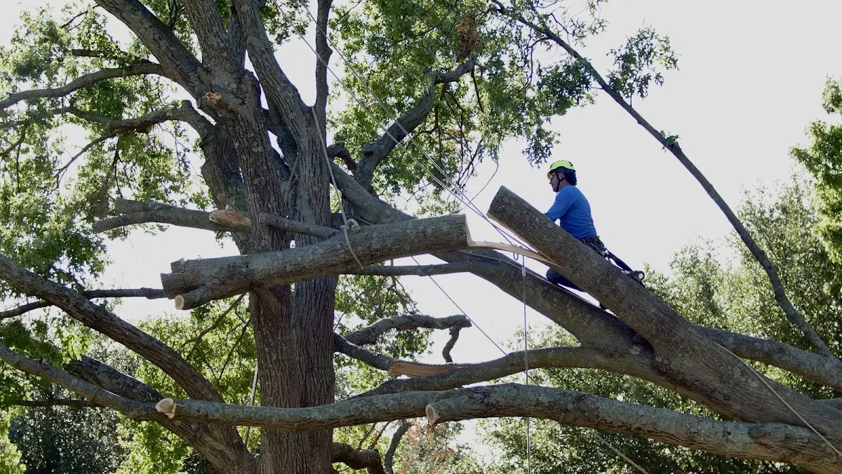 Professional Crown Thinning performed by certified arborists in Niangua