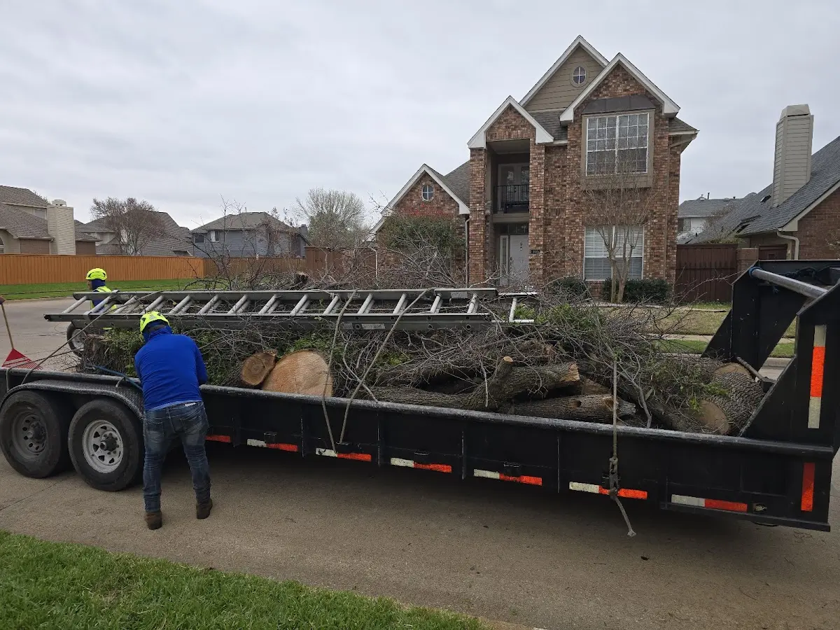 Expert Tree Removal with proper safety equipment in Niangua
